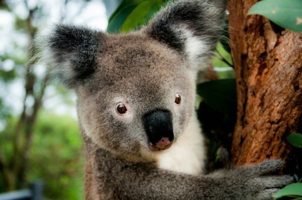 Comment planifier une visite des parcs naturels pour observer les koalas en Australie ?